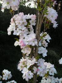 Prunus Amanogawa