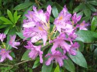 How to Grow Rhododendrons & Azaleas
