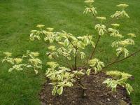 Cornus controversa Variegata