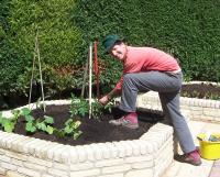 Man gardening in a raised raised bed