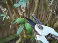 Pruning with secateurs