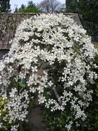 Clematis montana f.grandiflora