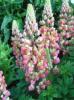 Lupinus