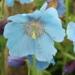 Meconopsis x sheldonii