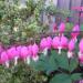 Dicentra spectablis (Bleeding Heart)