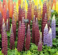 Lupins in the Great Pavilion at the Chelsea 2014 flower show
