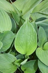 Plantain Lily - Hosta sieboldiana var. elegans  