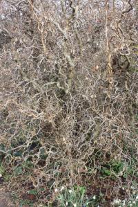 Plant image for Corkscrew Hazel - Corylus avellana 'Contorta'