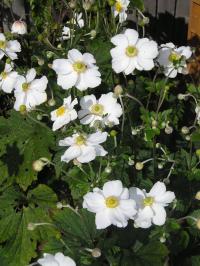 Japanese Anemone - Anemone  x hybrida  'Honorine Jobert'