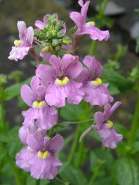  - Nemesia denticulata 'Confetti'