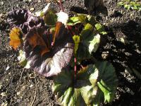 Golden Groundsel - Ligularia dentata 