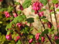 Flowering Currant - Ribes sanguineum 