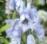 Plant image for Monkshood - Aconitum  'Stainless Steel'