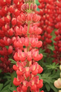 Lupin - Lupinus  'Red Rum' (PBR)