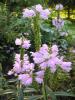 Obedient Plant - Physostegia virginiana 